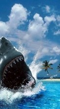 Scaricare immagine 1280x800 Animals, Water, Sea, Sharks sul telefono gratis.