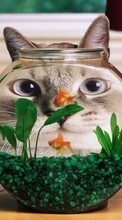 Scaricare immagine Aquariums, Cats, Funny, Animals sul telefono gratis.