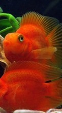 Scaricare immagine Aquariums, Fishes, Animals sul telefono gratis.