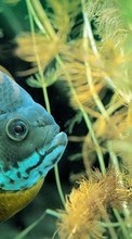 Scaricare immagine Aquariums, Fishes, Animals sul telefono gratis.