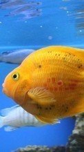 Scaricare immagine Aquariums,Fishes,Animals sul telefono gratis.