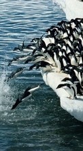 Scaricare immagine Animals, Winter, Water, Pinguins, Sea, Antarctica, Arctic sul telefono gratis.
