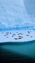 Scaricare immagine 320x480 Landscape, Winter, Antarctica, Arctic sul telefono gratis.