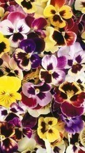 Scaricare immagine Plants, Flowers, Backgrounds, Pansies sul telefono gratis.