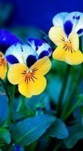 Scaricare immagine 1024x600 Plants, Flowers, Pansies sul telefono gratis.