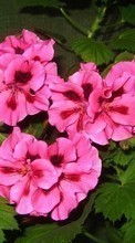 Scaricare immagine Plants, Flowers, Pansies sul telefono gratis.