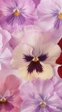 Scaricare immagine 128x160 Plants, Flowers, Pansies sul telefono gratis.