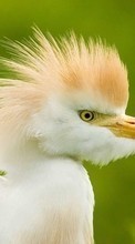 Scaricare immagine Heron, Birds, Animals sul telefono gratis.