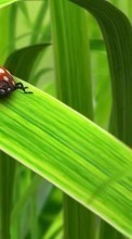 Scaricare immagine 480x800 Grass, Insects, Art, Ladybugs sul telefono gratis.