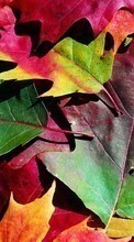 Scaricare immagine 1280x800 Plants, Backgrounds, Autumn, Leaves sul telefono gratis.