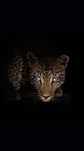Scaricare immagine 1280x800 Animals, Art, Leopards sul telefono gratis.