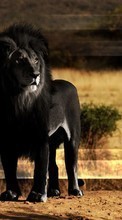 Scaricare immagine Art, Lions, Animals sul telefono gratis.