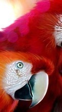 Scaricare immagine 800x480 Animals, Birds, Art, Parrots, Drawings sul telefono gratis.