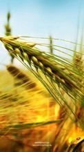 Scaricare immagine 1080x1920 Plants, Grass, Art, Wheat sul telefono gratis.