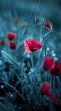 Scaricare immagine Art photo, Flowers, Poppies, Plants sul telefono gratis.