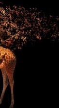 Scaricare immagine Art photo, Background, Giraffes, Animals sul telefono gratis.