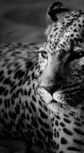 Scaricare immagine Animals, Art photo, Leopards sul telefono gratis.