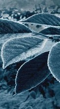 Scaricare immagine Plants, Leaves, Art photo sul telefono gratis.