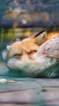 Scaricare immagine Art photo, Fox, Animals sul telefono gratis.