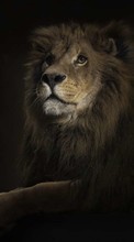 Scaricare immagine Animals, Art photo, Lions sul telefono gratis.