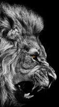Scaricare immagine Art photo, Lions, Animals sul telefono gratis.