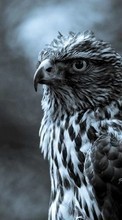 Scaricare immagine Art photo, Falcons, Birds, Animals sul telefono gratis.