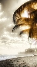Scaricare immagine Landscape, Art photo, Beach, Palms sul telefono gratis.