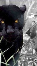 Scaricare immagine Animals, Art photo, Panthers sul telefono gratis.