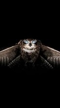 Scaricare immagine Animals, Birds, Art photo, Owl sul telefono gratis.