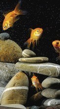 Scaricare immagine Art photo,Fishes,Animals sul telefono gratis.