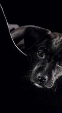Scaricare immagine Art photo, Dogs, Animals sul telefono gratis.