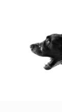 Scaricare immagine 360x640 Animals, Dogs, Art photo sul telefono gratis.
