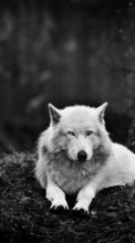 Scaricare immagine Art photo, Wolfs, Animals sul telefono gratis.