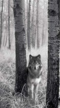 Scaricare immagine 480x800 Animals, Wolfs, Art photo sul telefono gratis.