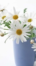 Scaricare immagine Cups, Flowers, Objects, Plants, Camomile sul telefono gratis.
