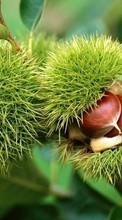 Scaricare immagine Chestnuts, Plants sul telefono gratis.