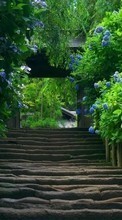 Scaricare immagine Asia, Flowers, Landscape, Plants sul telefono gratis.