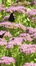 Scaricare immagine Plants, Butterflies, Flowers, Backgrounds sul telefono gratis.