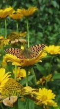 Scaricare immagine Butterflies, Flowers, Insects sul telefono gratis.