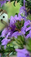 Scaricare immagine Butterflies, Flowers, Insects sul telefono gratis.