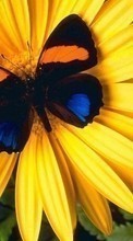 Scaricare immagine 320x480 Butterflies, Flowers, Insects sul telefono gratis.