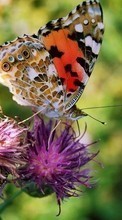 Scaricare immagine 320x480 Butterflies, Flowers, Insects sul telefono gratis.