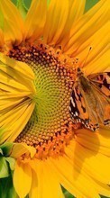 Scaricare immagine Butterflies, Flowers, Insects, Sunflowers, Plants sul telefono gratis.