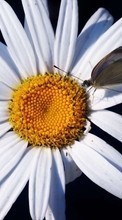 Scaricare immagine Plants, Butterflies, Flowers, Insects, Camomile sul telefono gratis.