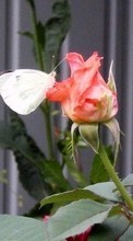 Scaricare immagine 540x960 Plants, Butterflies, Flowers, Insects, Roses sul telefono gratis.