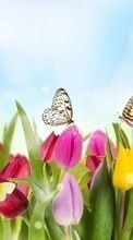 Scaricare immagine Butterflies, Flowers, Plants, Tulips sul telefono gratis.