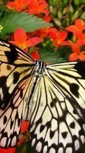 Scaricare immagine 1024x768 Butterflies, Insects sul telefono gratis.