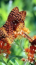 Scaricare immagine Butterflies, Insects sul telefono gratis.