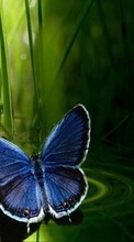 Scaricare immagine Butterflies,Insects sul telefono gratis.