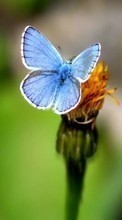Scaricare immagine Butterflies,Insects sul telefono gratis.